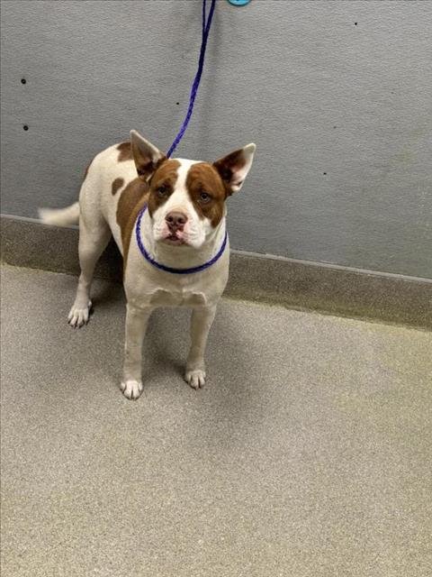 *LESLIE - Pit Bull Terrier available for adoption