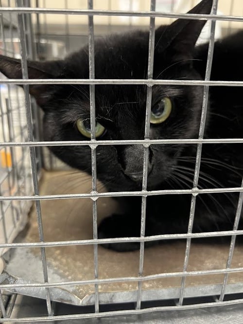 LUNA - Domestic Short Hair available for adoption