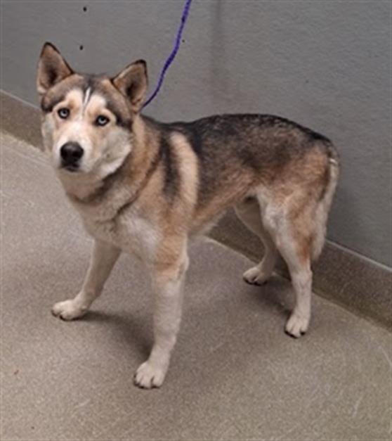 CASH - Siberian Husky available for adoption