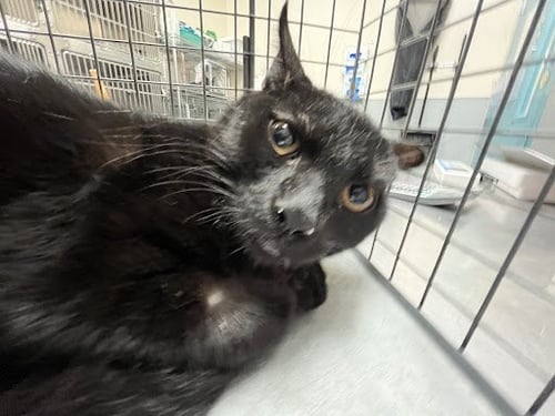 HALLOWEEN - Bombay available for adoption