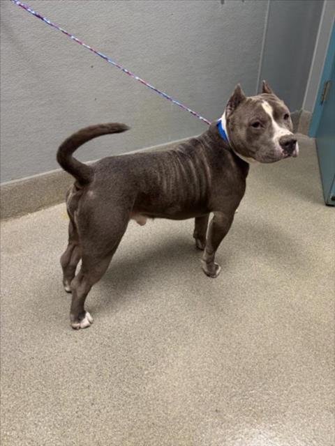 *JO JO - American Bulldog available for adoption