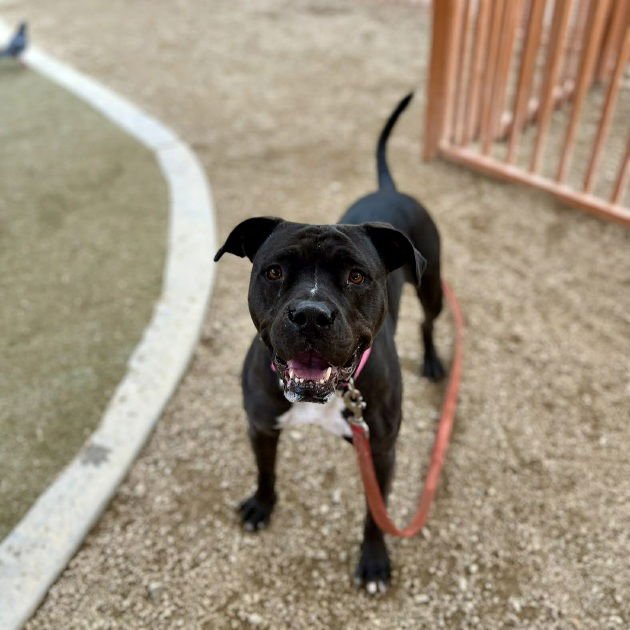 HARLEY QUINN - Pit Bull Terrier available for adoption