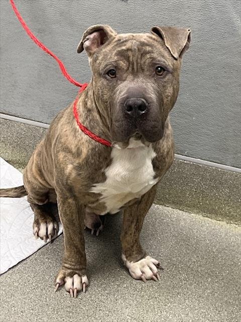 BLING - Pit Bull Terrier available for adoption