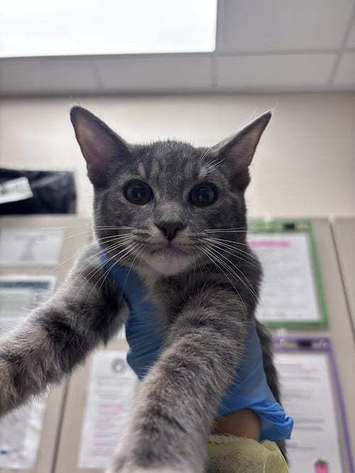 TOMASA - Domestic Short Hair available for adoption