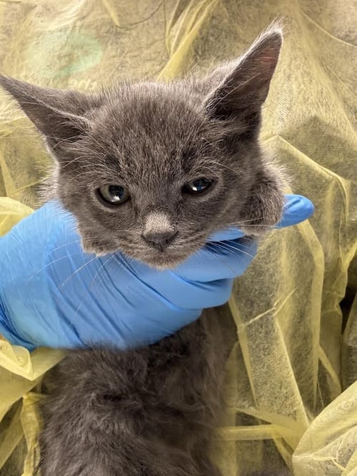 *GRAPHITE - Domestic Short Hair available for adoption