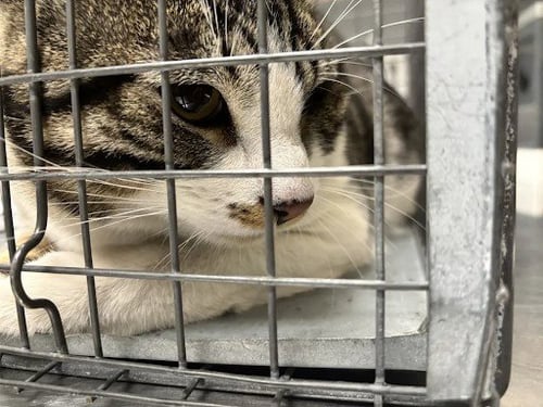VOID - American Shorthair available for adoption