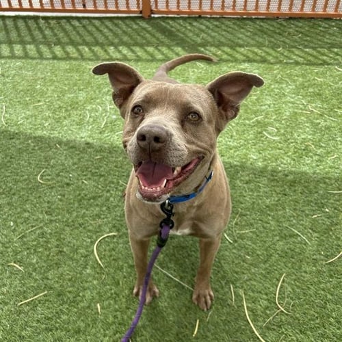 *PACO - Pit Bull Terrier available for adoption