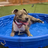 PEBBLES - Photo 1