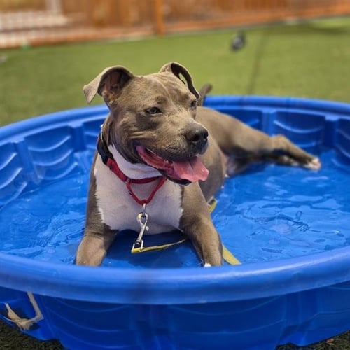 PEBBLES - Pit Bull Terrier available for adoption