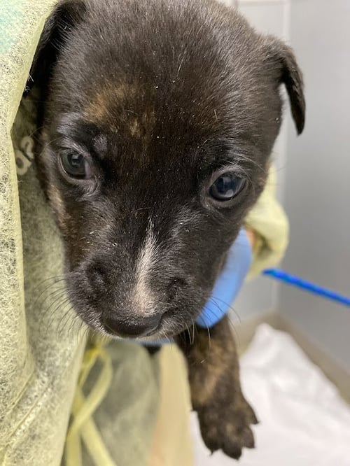 *LILO - Pit Bull Terrier available for adoption