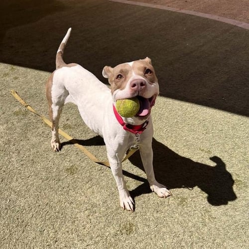 ZOIE - Pit Bull Terrier available for adoption