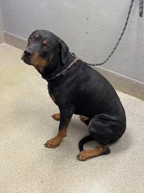*POPS - Rottweiler available for adoption