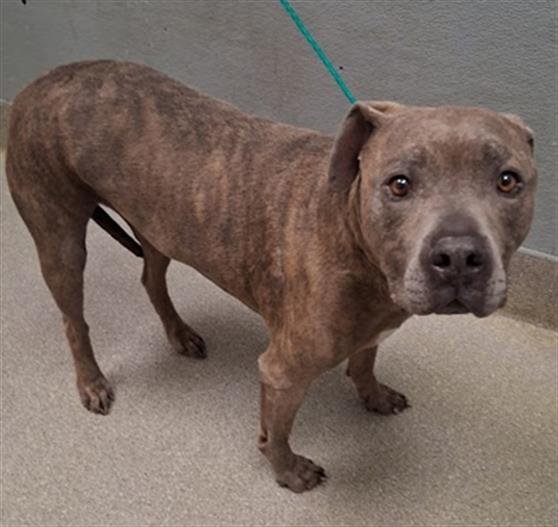 AZUL - Pit Bull Terrier available for adoption