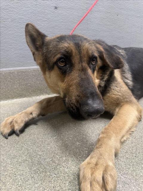 *SAPPHIRE - German Shepherd Dog available for adoption