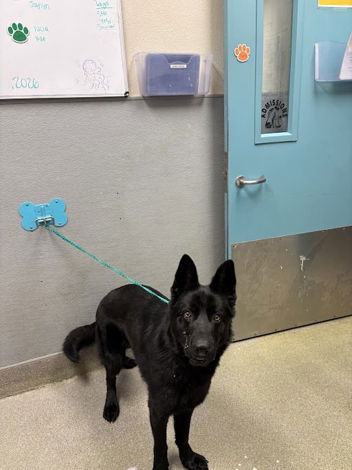 NIIMO - German Shepherd Dog available for adoption