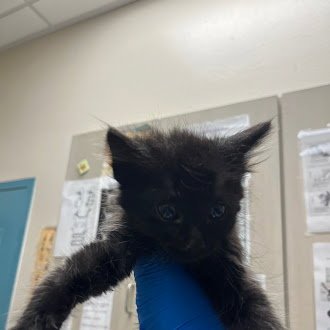 *ANITA - Domestic Short Hair available for adoption