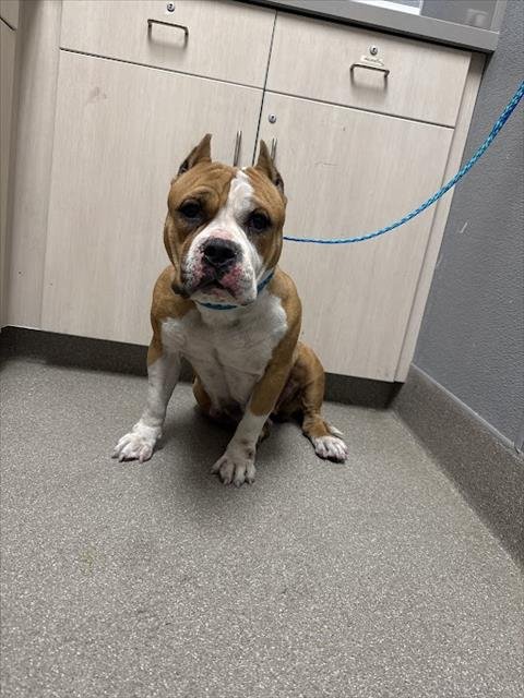 *SAMANTHA - Pit Bull Terrier available for adoption