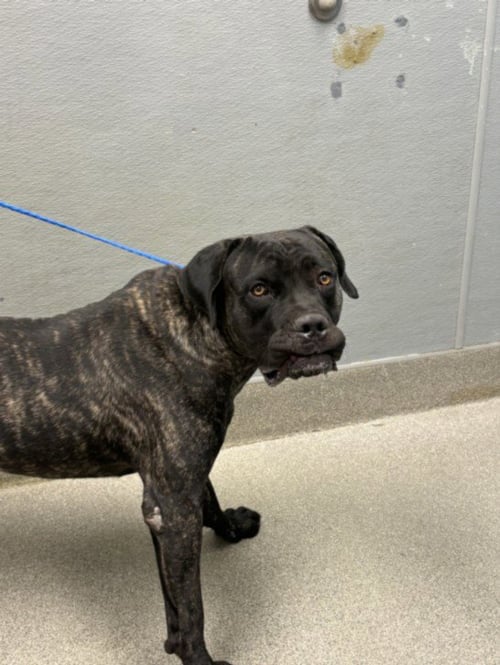 *MR. BOOFER - Mastiff available for adoption