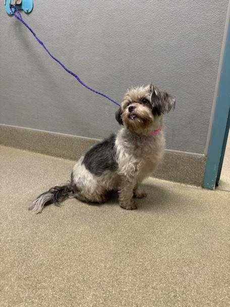 LISA - Terrier available for adoption