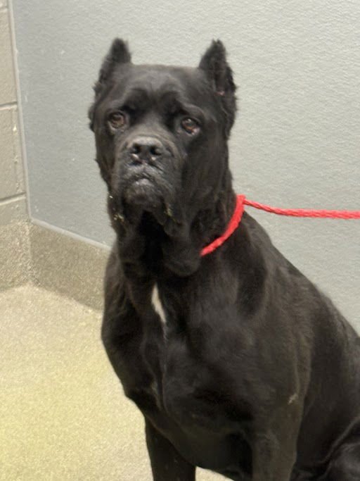 CARLI - Cane Corso Mastiff available for adoption