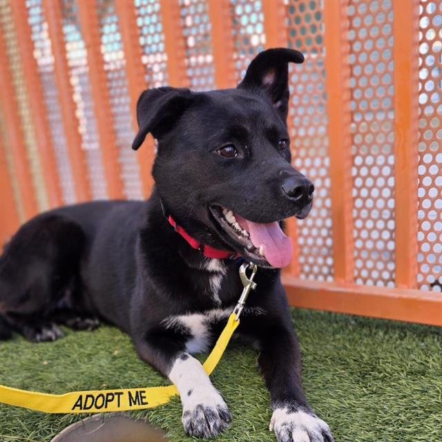 *BELLA NOCHE - German Shepherd Dog available for adoption