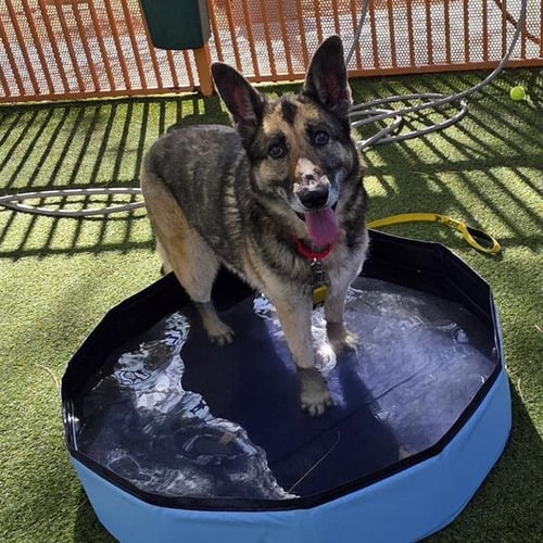 PRINCESS - German Shepherd Dog available for adoption