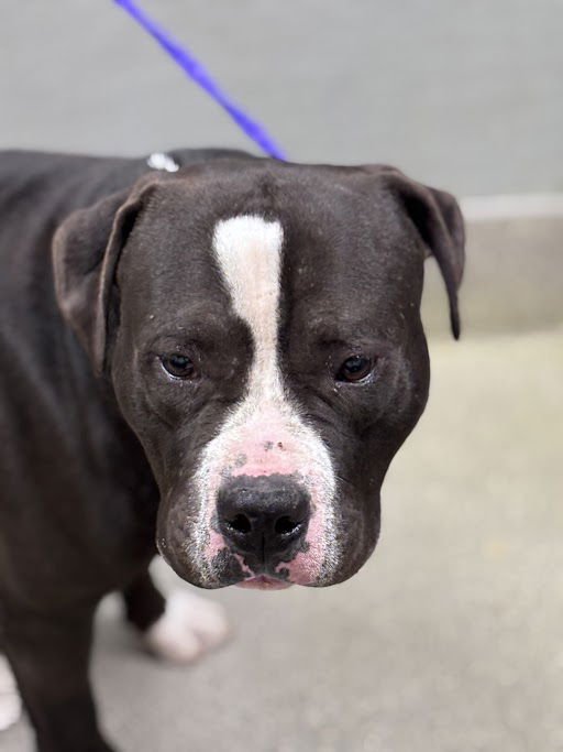 *MULDOON - Pit Bull Terrier available for adoption