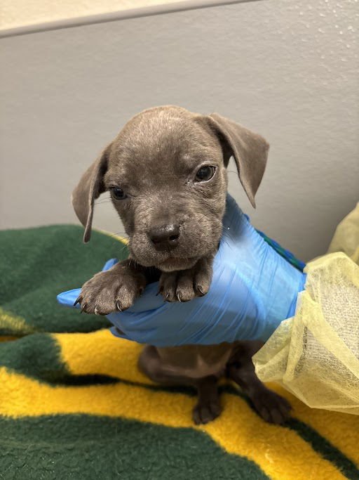 *JEAN GREY - Pit Bull Terrier available for adoption