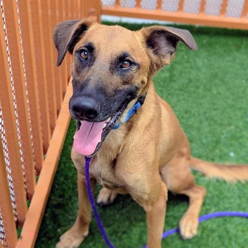 LINCOLN - Belgian Shepherd Malinois available for adoption