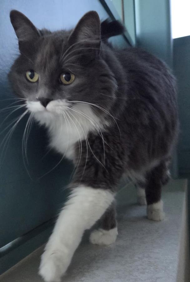 RAYNE - Domestic Long Hair for adoption in North Las Vegas