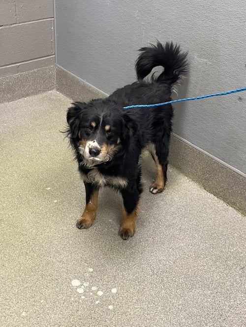 *NOBLE - Australian Cattle Dog/Blue Heeler available for adoption