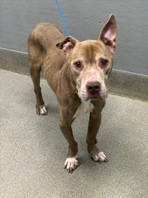 MELLOW DICKENS - Pit Bull Terrier available for adoption