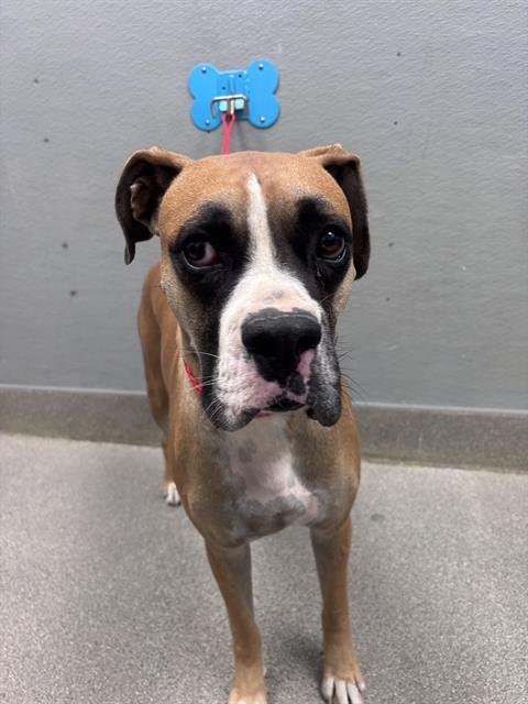 *BUSTER - Boxer available for adoption