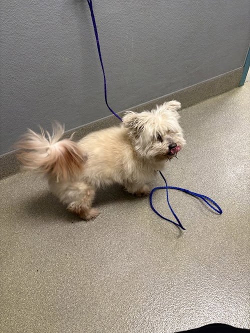 *AMBER - Terrier available for adoption