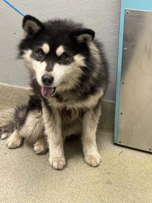 *HUCKLEBERRY - Siberian Husky available for adoption