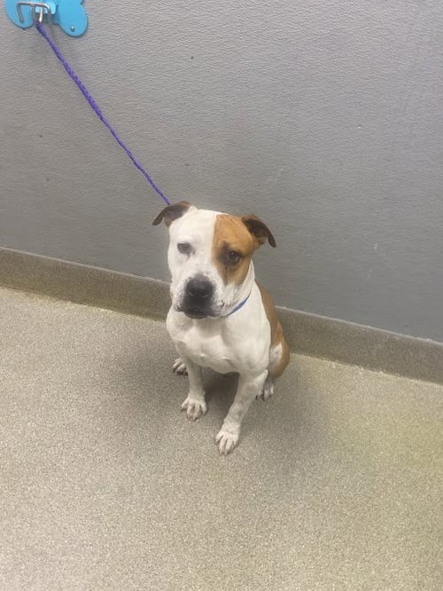 *CHIP - Pit Bull Terrier available for adoption