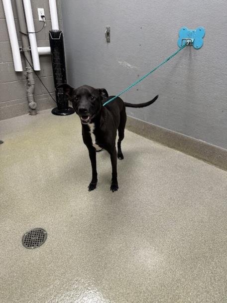 *PICO - Labrador Retriever available for adoption