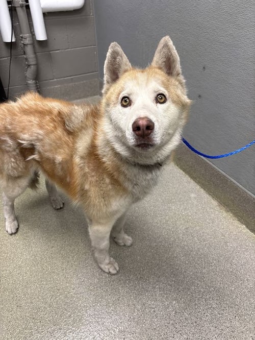*SALVADOR - Siberian Husky available for adoption