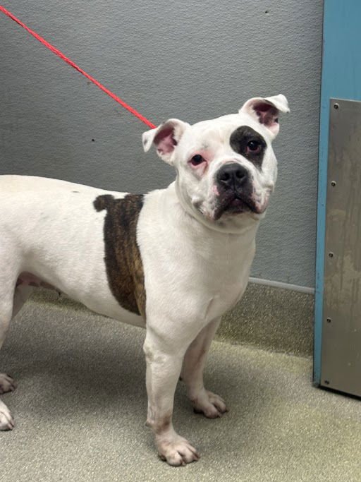 CHANEL - Pit Bull Terrier available for adoption