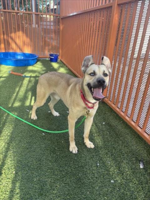 *HOT WHEELS - German Shepherd Dog available for adoption