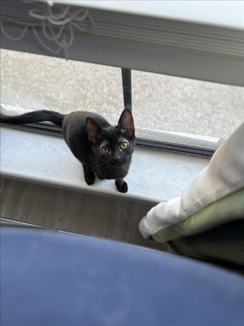 *NINA - Domestic Short Hair for adoption in Las Vegas