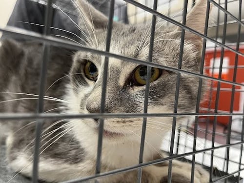 *STEVE - Domestic Medium Hair for adoption in North Las Vegas