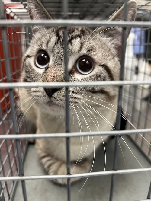 *SATURN - Domestic Short Hair available for adoption