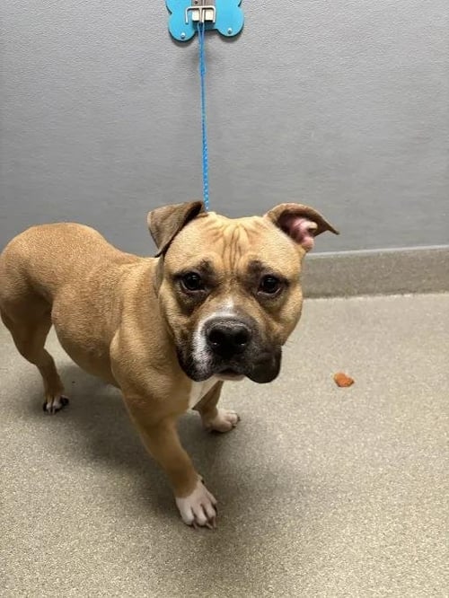 ATHENA - American Pit Bull Terrier available for adoption