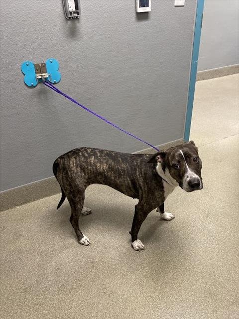 LUNA - Pit Bull Terrier available for adoption