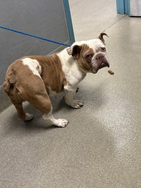 *ANGIE ANGEL - Bulldog available for adoption