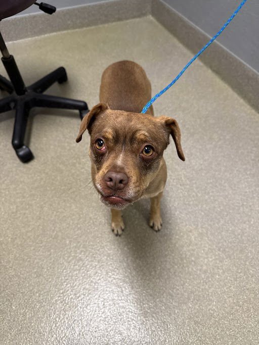 *BAXTER - Chihuahua available for adoption