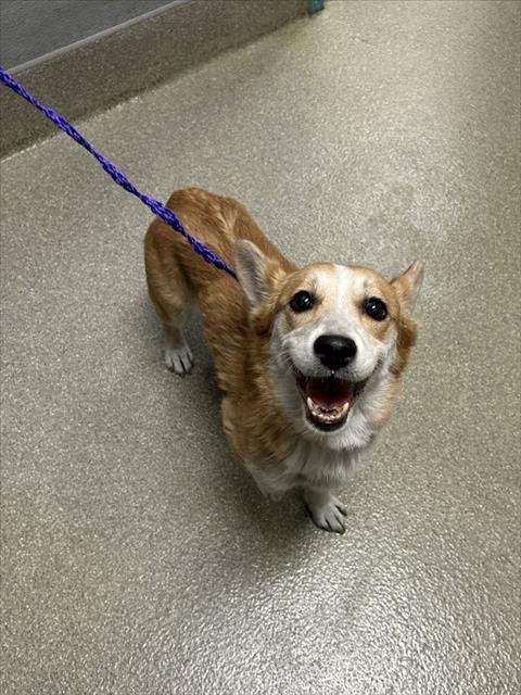*BARBIE - Cardigan Welsh Corgi available for adoption