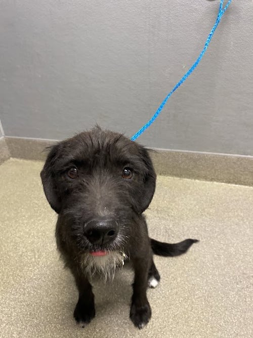 *MAGGIE - Terrier available for adoption