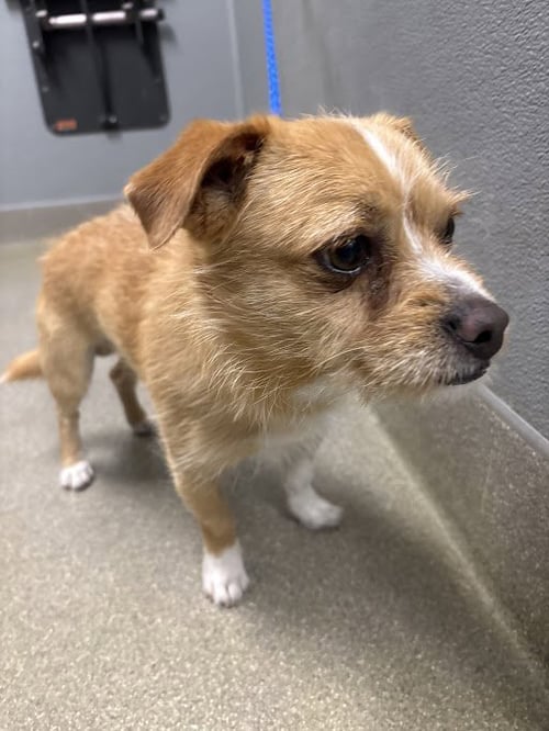 CHURRO - Terrier available for adoption